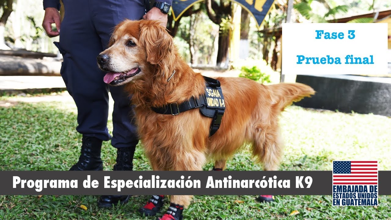 Programa de Especialización Antinarcótica K9 (5) - YouTube