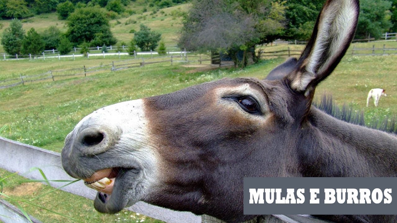 SÓ MONTARIA BRUTA 🐴 MULA, BURRO E CAVALO XUCRO 😡 