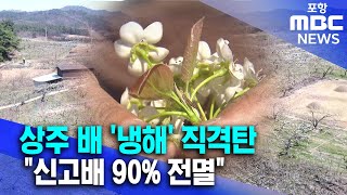 상주 배 '냉해' 직격탄.. 