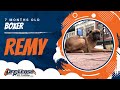 7-Month Old Boxer, Remy | Off Leash Boxer Dog Training | Off Leash K9 Training 7-Month Old Boxer, Remy | Off Leash Boxer Dog Training | Off Leash K9 Training