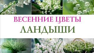 Открытый урок. Весенние цветы. Клятва первоцвету.