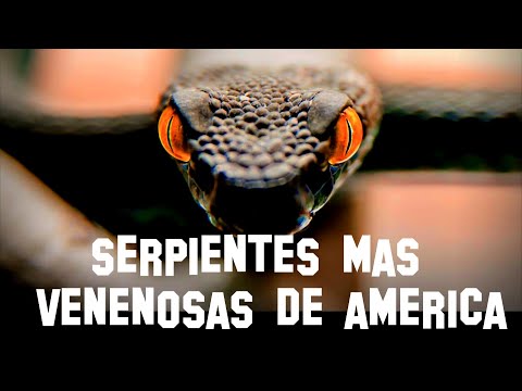 Video: ¿Qué serpientes venenosas hay en Indiana?