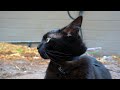 indoor cat explores the outdoor world