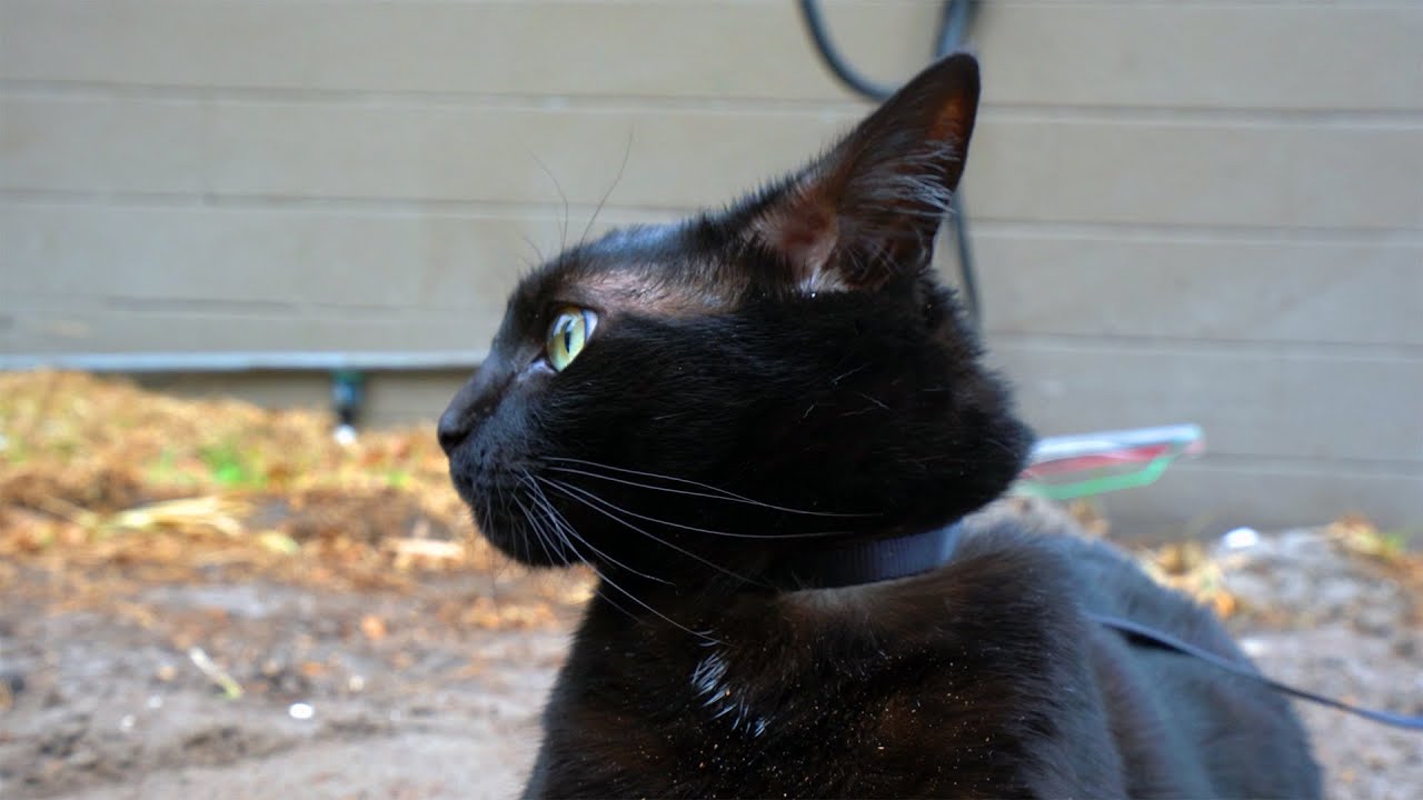 indoor cat explores the outdoor world