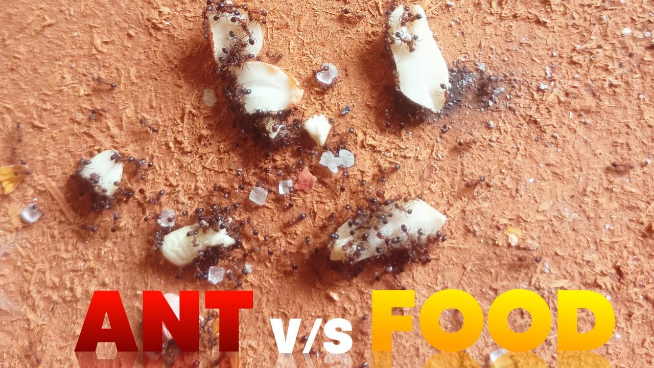 ANTS vs FOOD ~ Ant 🐜 Survival for food Real Thug of War! 🔥