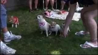 dogs 101 - chihuahua by Sir Gregoryson 96 views 8 years ago 4 minutes, 17 seconds