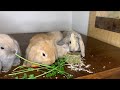 Introducing Treats to Baby Bunnies for the First Time