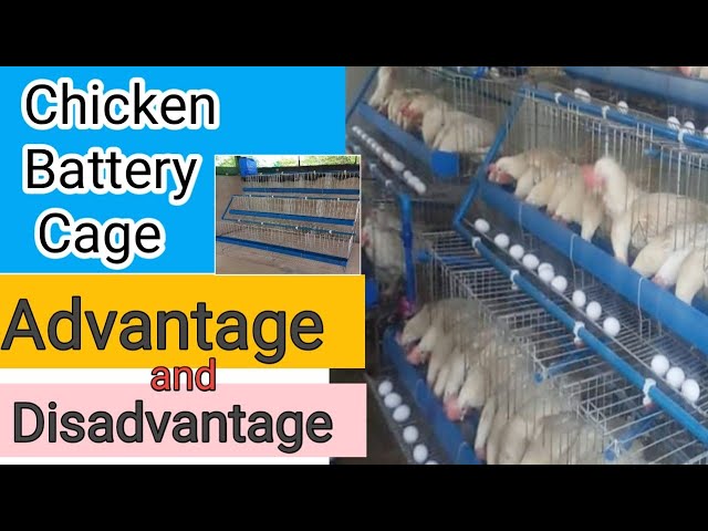 Chicken Battery Cage Advantage And Disadvantage @Luckymaedelicano2425 -  Youtube