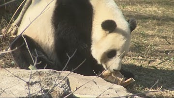 Zoo says goodbye to its beloved giant panda