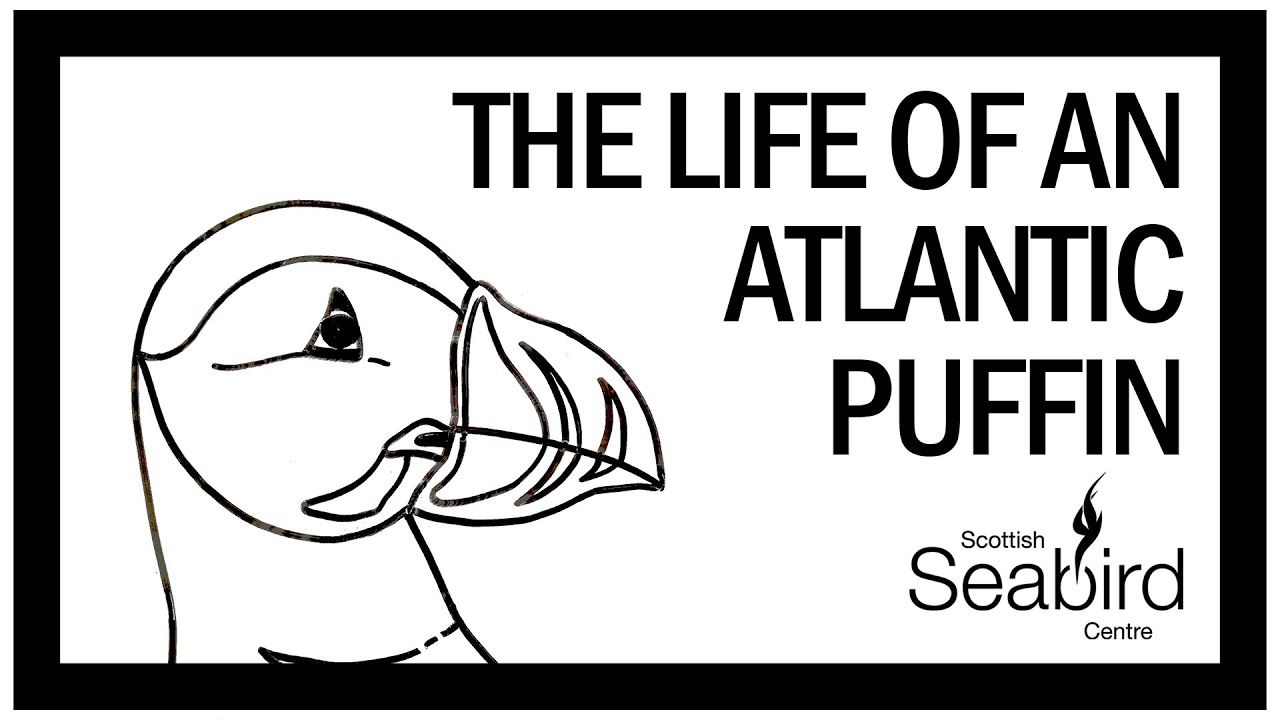 The life of an Atlantic Puffin - Whiteboard Art