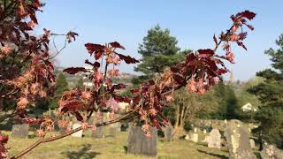Oakleaf Beech - twigs, leaves & flowers - April 2020