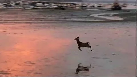 Deer Goes for a Morning Skip Across a Beach