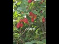 산딸기와 보리수,,,Korea,2024,6,2