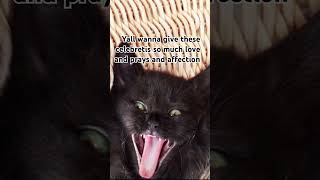 200 views= 200likes? @Georgieebom2.0 @georgieebom #funny #cat