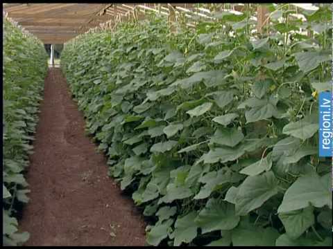 Video: Dārza papardes - kā audzēt un kopt papardes dārzu ārā