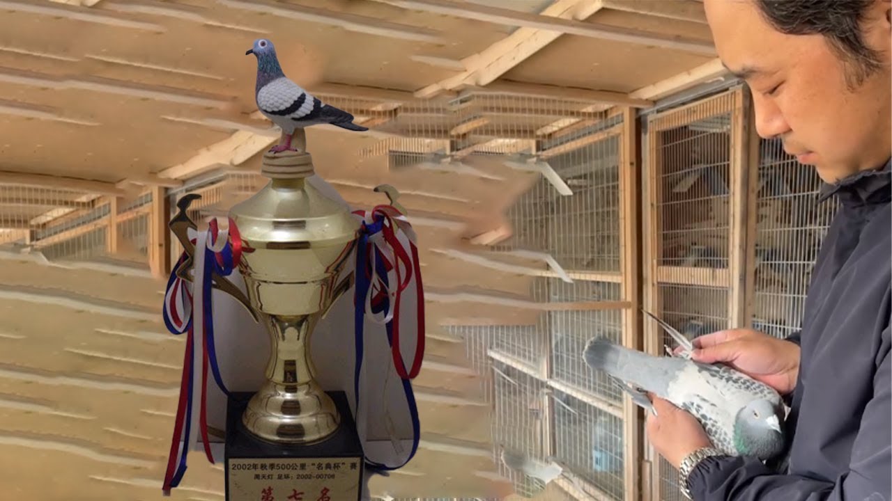 探訪北京華僑鴿舍，百年詹森的第一傳承，任秀夫詹森019！