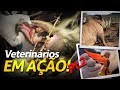 TUCANO COM BICO QUEBRADO?! | RICHARD RASMUSSEN