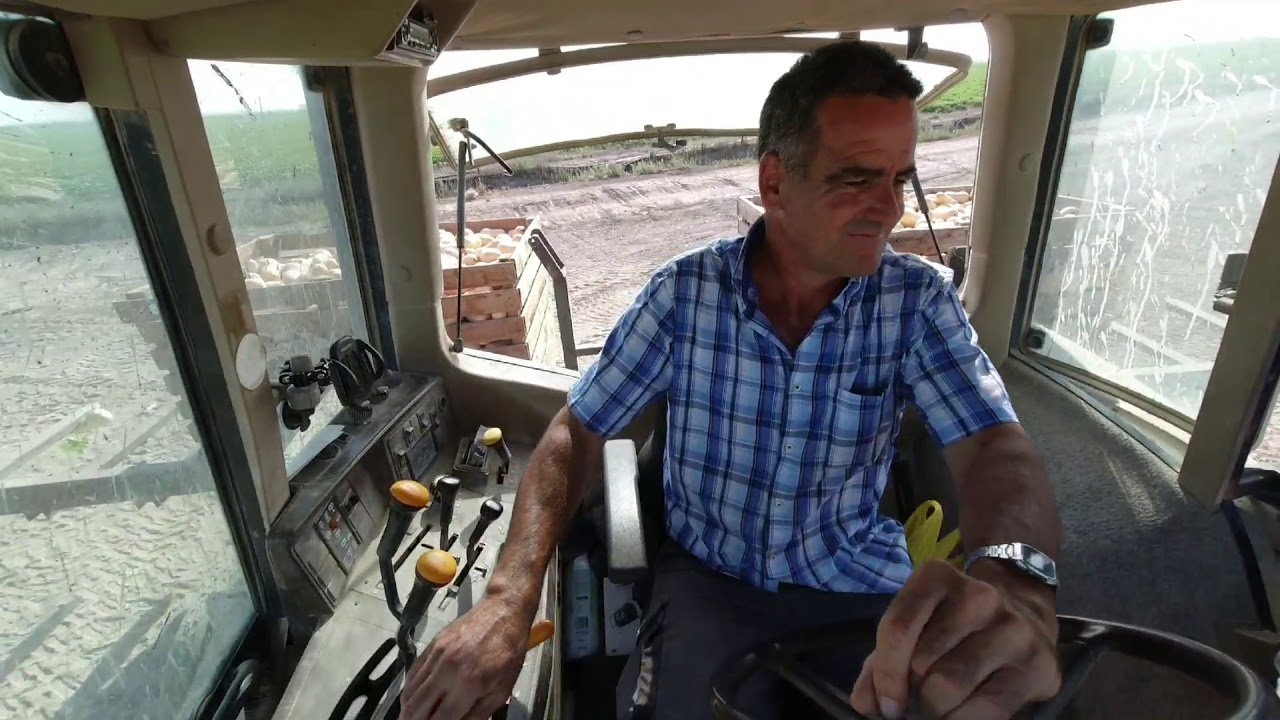 recoleccion de calabazas en las marismas de lebrija