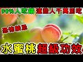 水蜜桃的營養價值 水蜜桃有什麼功效 水蜜桃的副作用 水蜜桃不能和什麼一起吃 哪些人不能吃水蜜桃 水蜜桃的營養價值 水蜜桃有什麼功效 水蜜桃的副作用 水蜜桃不能和什麼一起吃 哪些人不能吃水蜜桃