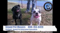 Pet Shipping For Portland And Hawaii