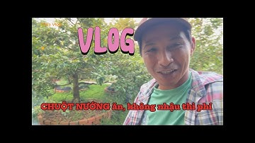 Làm vườn xong cùng ANH EM làm chút VỚI THỊT CHUỘT ĐỒNG nướng Thơm Ngon#duongtrunghieu official#