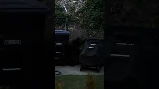 Bear vs LOK-A-BIN Gravity Lock