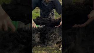 Removing Matted Llama X Alpaca Fleece