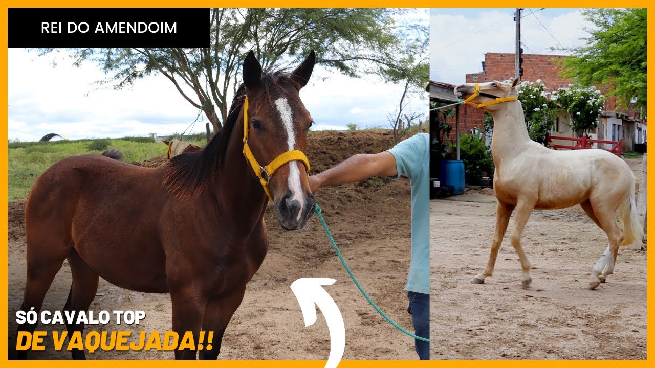 Qual Valor De Um Cavalo Quarto De Milha?