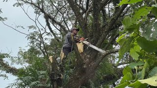 RARE MOMENT‼️WITH THE MASTER Iswoko CUTTING THE BIG TREMBESI TREE STIHL#ms660 #ms070 by Wono Chenel 13,484 views 3 months ago 35 minutes