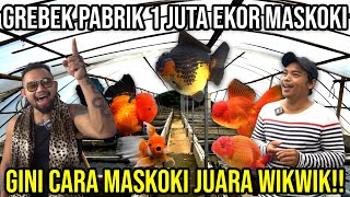 GREBEK PABRIK 1 JT EKOR MASKOKI, GINI CARA MASKOKI JUARA WIKWIK!! #Audreykingofthejungle #indoexotic