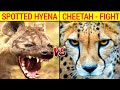 Spotted hyena vs cheetah fight ll spotted hyena vs cheetah comparison