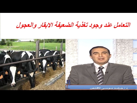 التعامل عند وجود تغذية الضعيفة الابقار والعجول