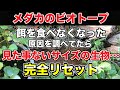 【メダカ】【ビオトープ】【biotope】メダカのビオトープ　餌を食べなくなった原因を調べていたら、見た事ないサイズの生物…そして完全リセット