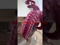 The octopus appreciated the quality of work🤩