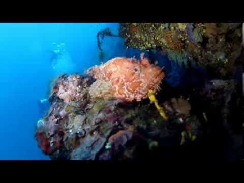 Scorfano Scoglio Remaiolo