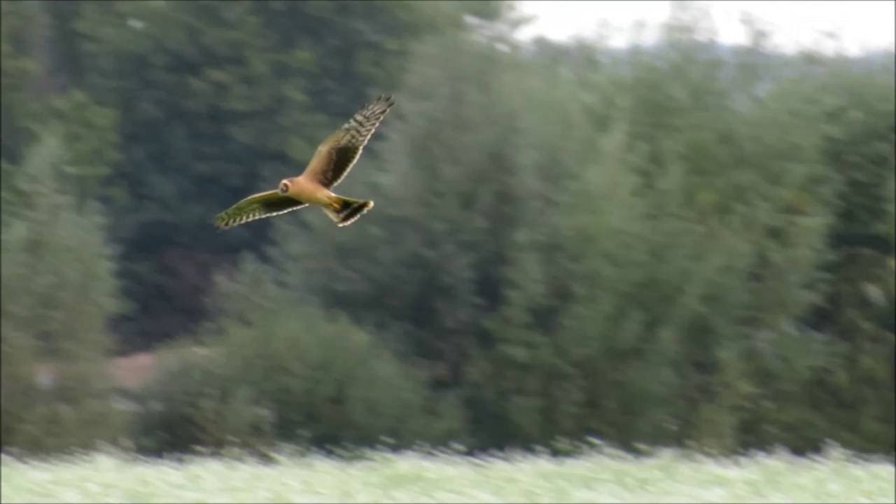 camera iphone 8 plus apk juvenile Pallid Harrier at Duiven, the Netherlands