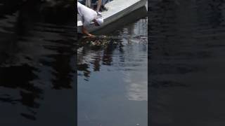 Kissing an Alligator - Summer Vacation Clip