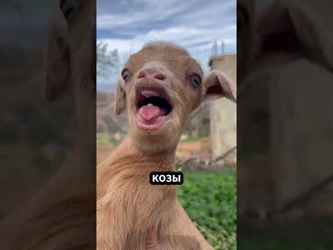Почему козы прыгают в огонь! 🐐🔥🤯