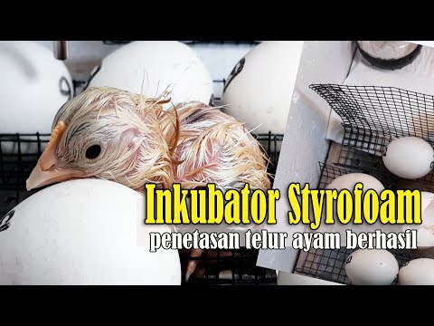 Video: Bagaimana Meningkatkan Ayam Dari Inkubator