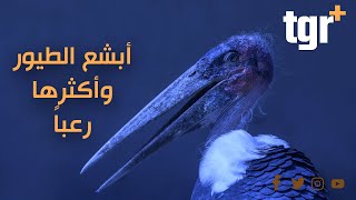 أبشع أنواع الطيور في العالم وأكثرها رعباً