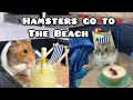 Hamsters Go To The Beach! 🐹🏖️