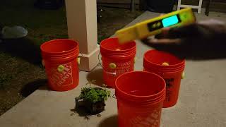Backyard Garden: Transplanting
