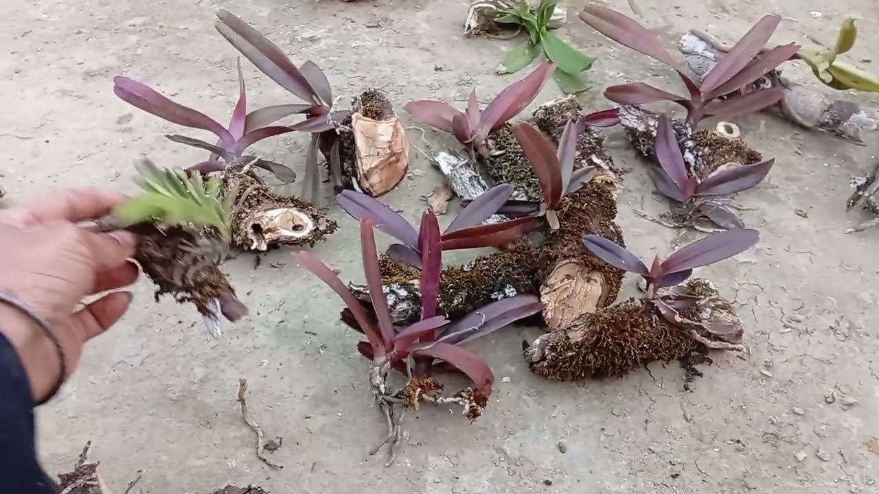 7/2  Zalo 0822681162 a thái tiếp tục đi lấy lan cáo giống và vađam uyên ương đẹp nhiều nụ 