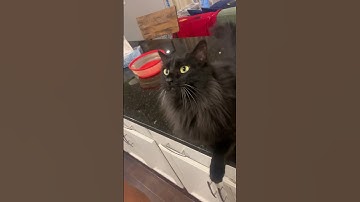 Java Beans jumping cat attack 🥋 #javabeans