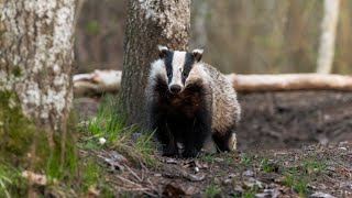 Wildlife Photography  Finding European badgers