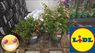 ARRIVAGE LIDL 9 JUIN 2026
