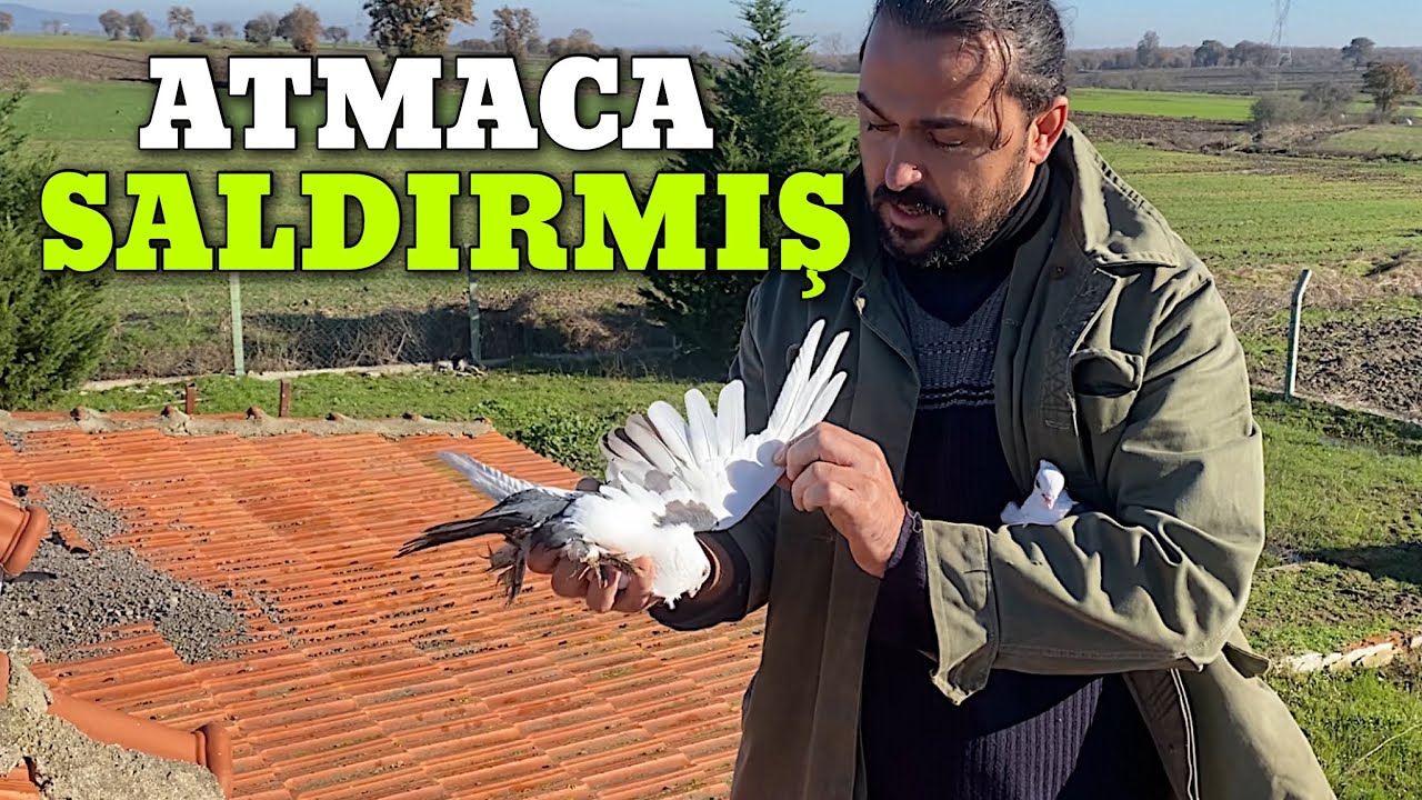 Yeni Güvercinler Geldi Kaçan Kuşları YAKALADIK!