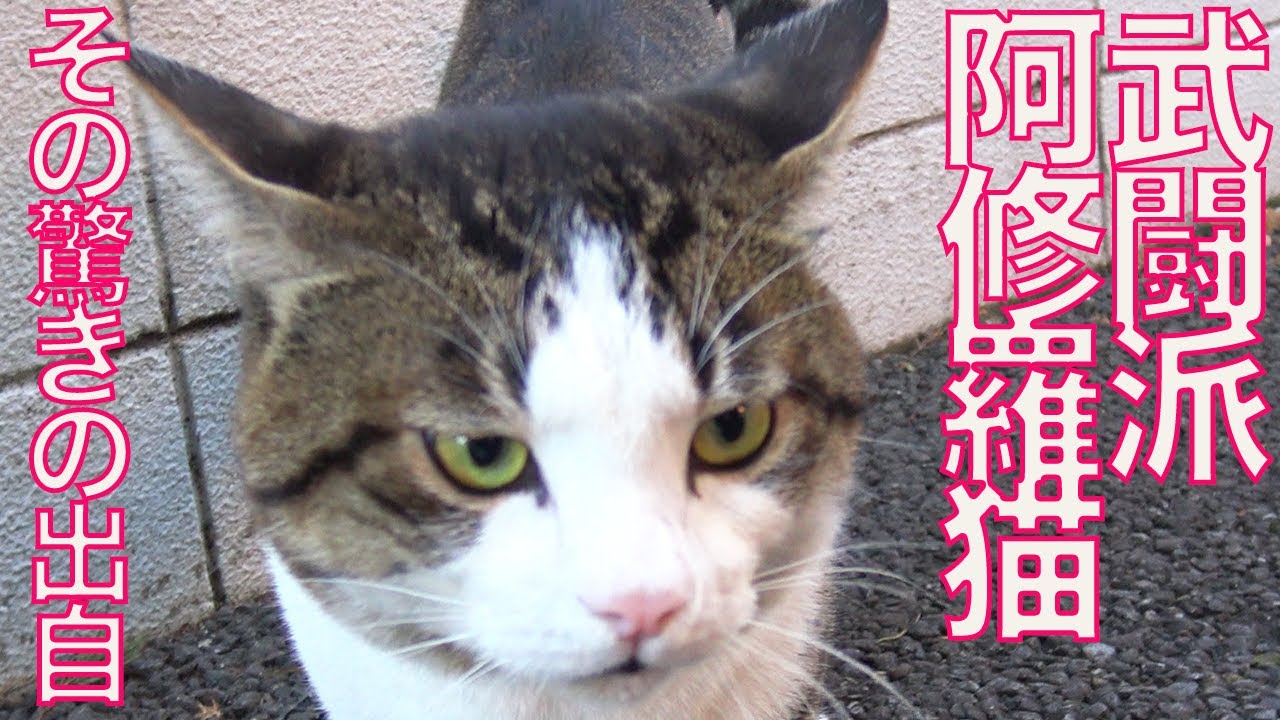 武闘派阿修羅猫、その驚きの出自　The warrior cat named 