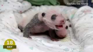 Baby Pando Video | Atlanta Zoo "Panda Cam": Watch Newborn Giant Pandas Baby Pando Video | Atlanta Zoo "Panda Cam": Watch Newborn Giant Pandas
