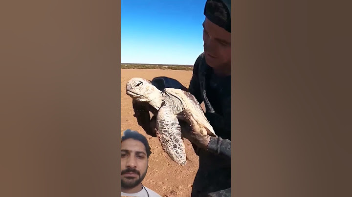 #see turtle stuck in dry tidal mud flats.